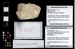 Foto (Objekt + Etikett) von Cracensigillatus gracilirostrus (Robins et al., 2013)  (NHMW-GEO-2014-0194-0765)